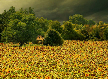 Sunflowers Field - house, sunflowers, tress, beautiful, old, small, art photo, field