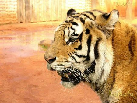 Tiger - bengal, tiger, cat, animals