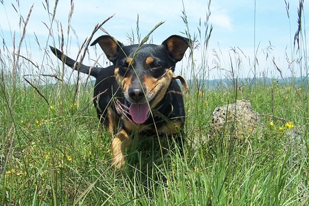 My Masha - summer, grass, dog