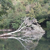 dead tree