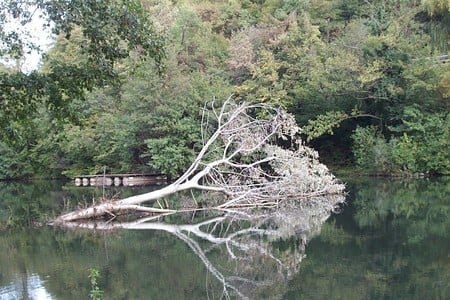 dead tree - white, dead, lake, reflection, tree