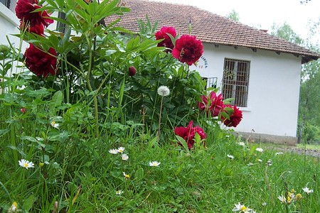 the old school - old house, colorful, summer, flowers, grass