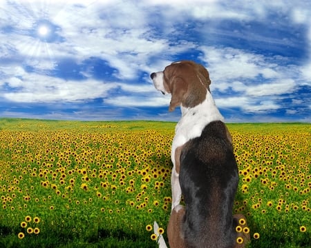 Betty - flowers, summer, betty, dog, field, animals