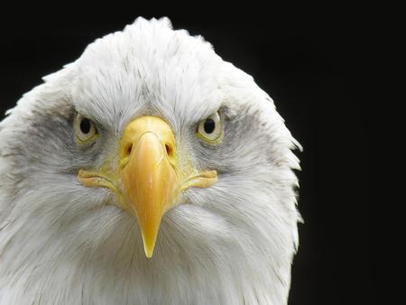 Bald Eagle. - bird, eagle