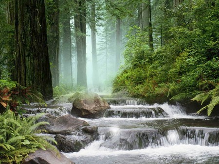 forest falls - collage, forest, waterfall, abstracts