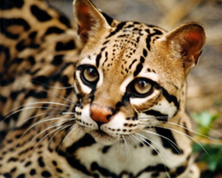 ocelot - cat, animals, ocelot