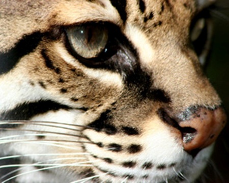 ocelot - ocelot, animals, cat