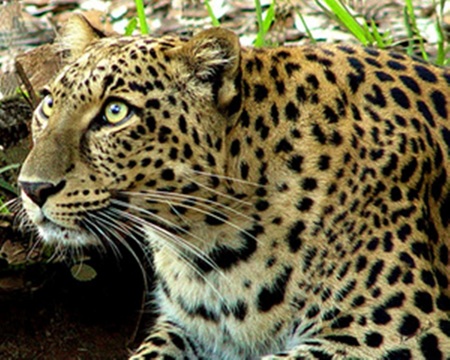 Leopard - leopard, cat, animals