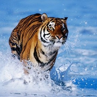 Bengal Tiger At Beach !!!