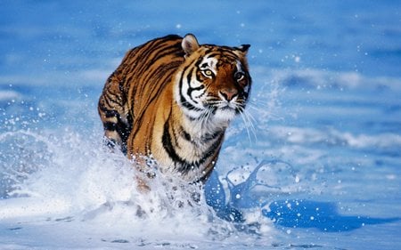 Bengal Tiger At Beach !!! - nature, ocean, water, running, animal, tiger