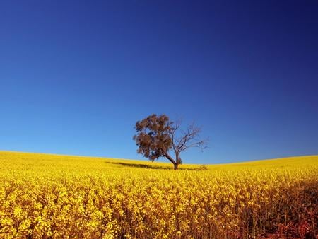 Canola Field !!! - nature, tree