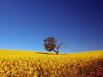 Canola Field !!!