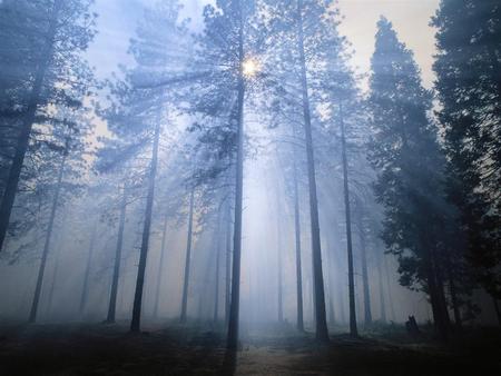 Fog In The Forest !!! - fog, tree