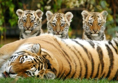 tiger cubby - cub, babies, four, tiger, cat, animals, family