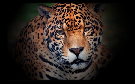 leopard - leopard in black