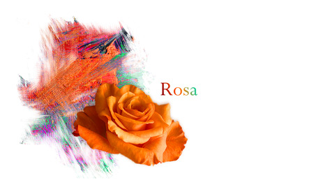 ROSE - orange, love, rose, flower