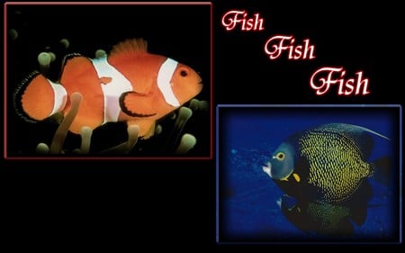 Fish - blue fish, fish, clown fish