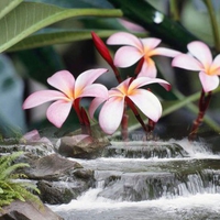 flowers out a water