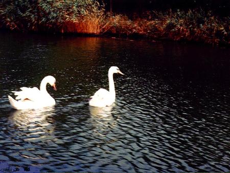 nice couple in the night - color-animals-funny-swans-white-sea-love-others-nature