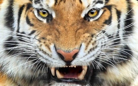 dangerous_cat - tiger, wild, cat