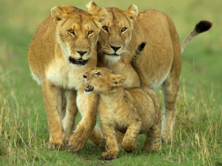 African Lions