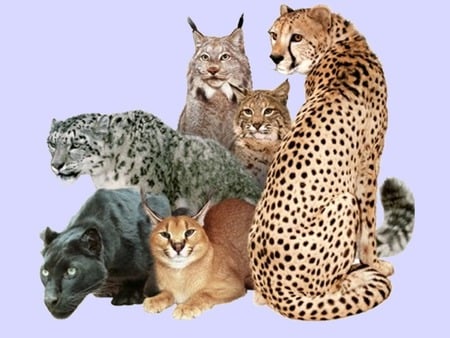 wild cats - leopard, animals, cat, puma