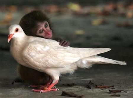 Love - bird, love, monkey, animals