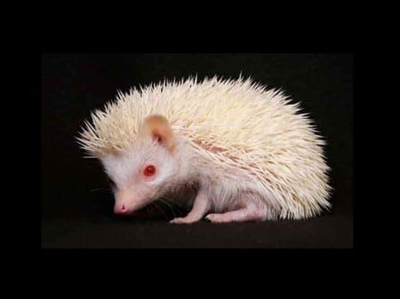 Albino Hedgehog