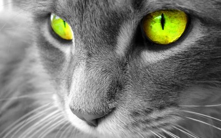 gree eyed cat - mz