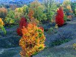 color trees