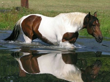 Horse - water, horse, animals