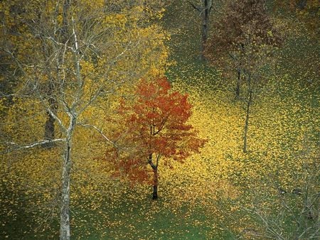 Peaceful Solitude - tress, autmon