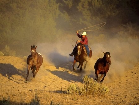 cowboy - horses, nature, cowboy, mustang