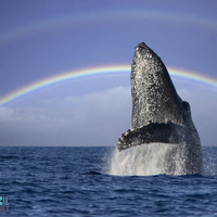 A humpback whale breaching under a rainbow