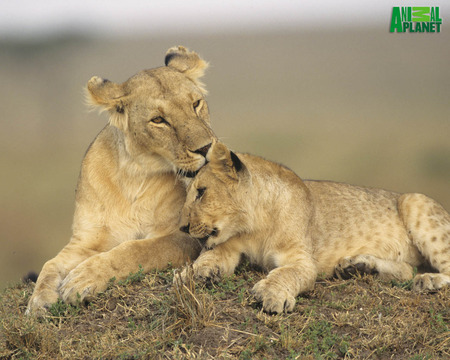 A lioness relaxing with her cub - mammals, lions, lion, animals