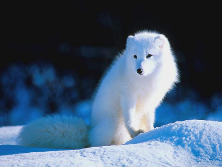 polar fox - winter, polar, fox, snow, animals