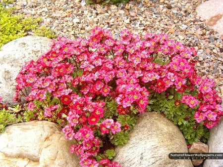 beautiful saxifraga - red saxifraga, art photo, beautiful, flowers, stones