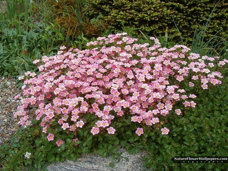 pink saxifraga