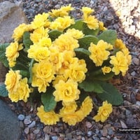 yellow primula