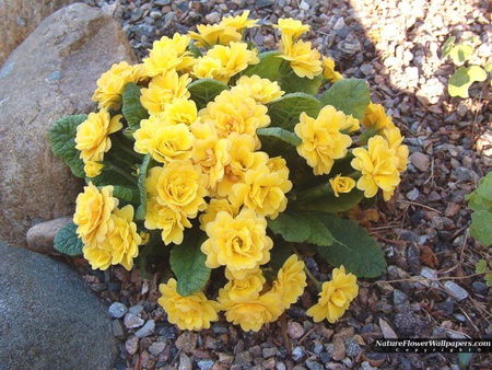 yellow primula - art photo, beautiful, flowers, stones, yellow primula