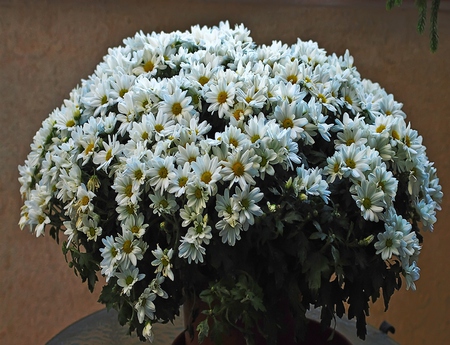 flowers - white, art photo, pot, beautiful, flowers