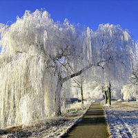 Cascades of white