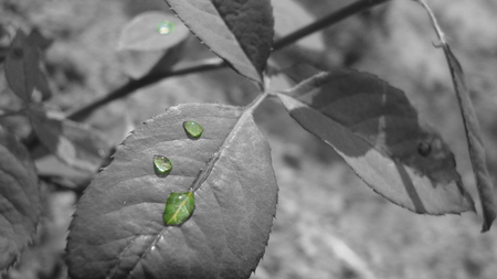 Black-White - leaves, drop, green, leaf