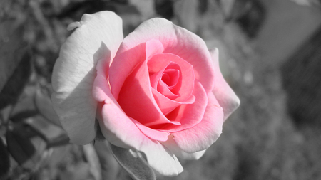 Rose - rose, lovely, pink, gray