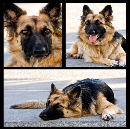 GERMAN SHEPARD COLAGE - pretty, colage, dog, german, shepard