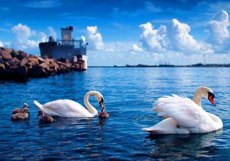 SWAN FAMILLY - clouds, elegance, white, blue, swan, rock, beauty, sky