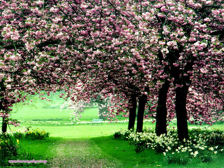 Blossoms - spring, trees, pink, cherry