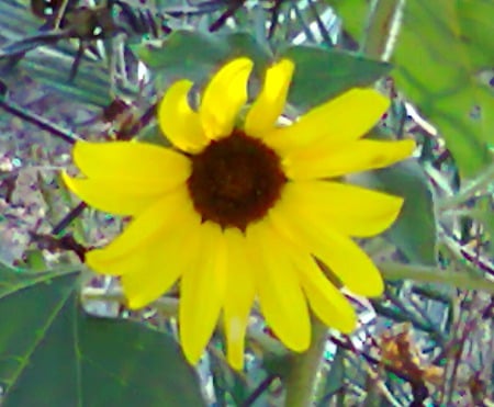 Sunflower - flowers, flower, sunflower, nature