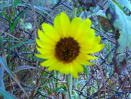 beautiful flower - flowers, flower, nature, beautiful