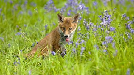 I like flowers - animals, meadow, fox, nature, purple, wild, green, flowers, grass, cute